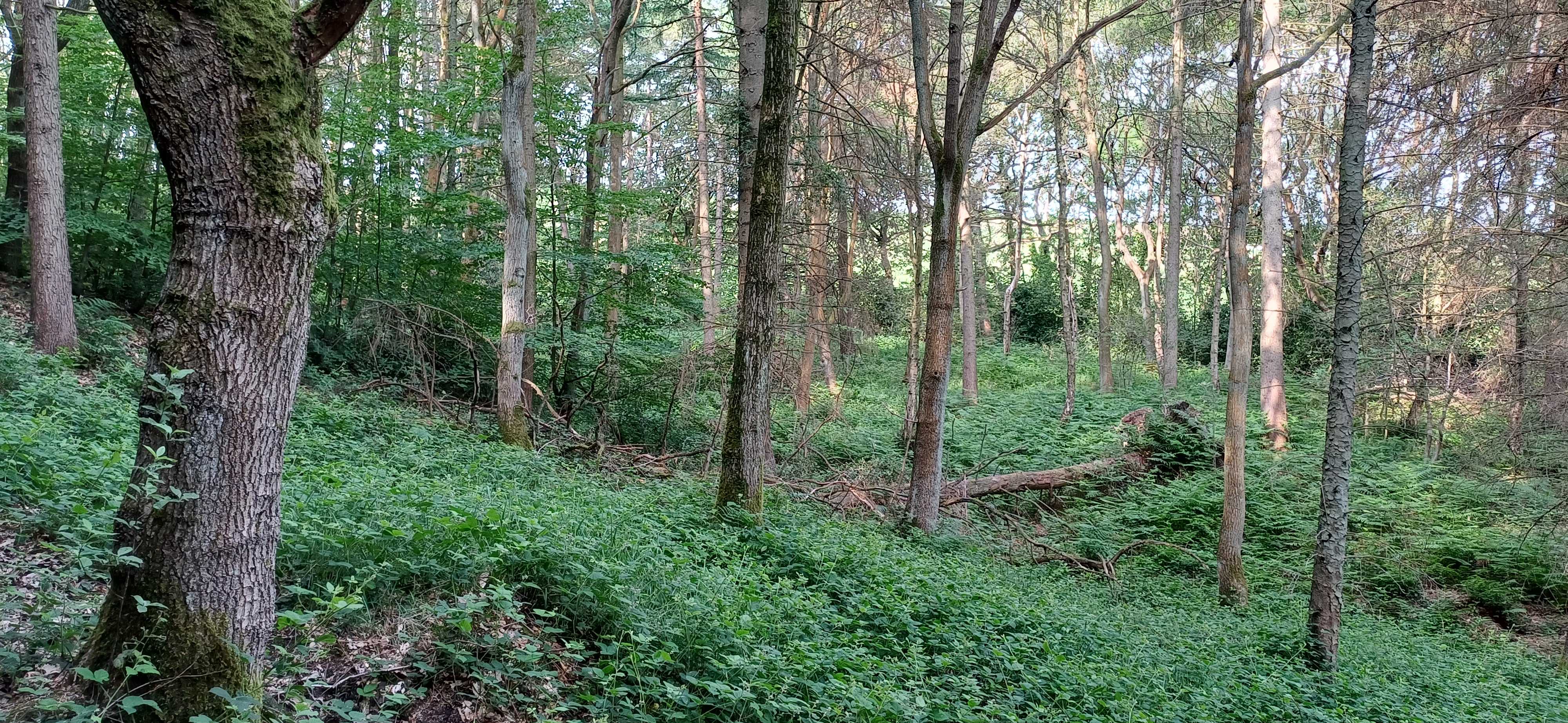 Woodland Auction Opportunity